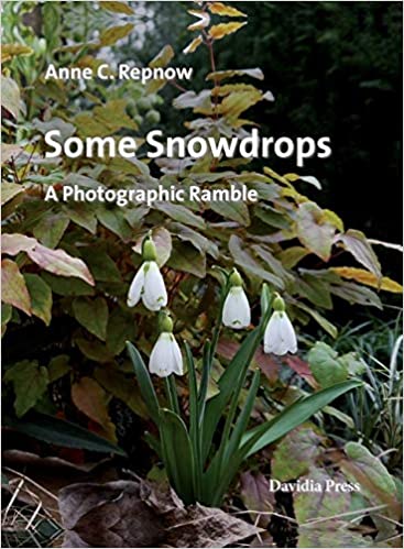 Repnow Snowdrops