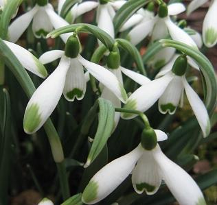 Galanthus Viridip-apcice Foto Brandt