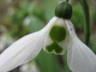 Galanthus Warandes Grootste Foto Brandt