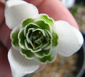 Galanthus Ailwyn Foto Brandt