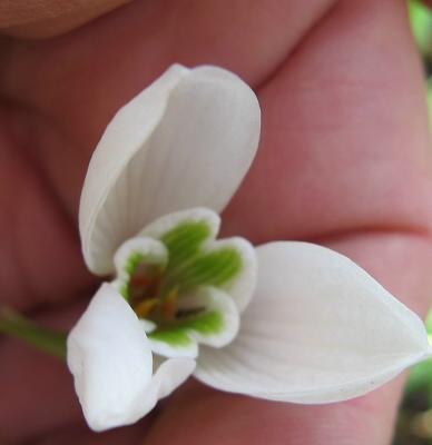 Galanthus Alogate Foto Brandt