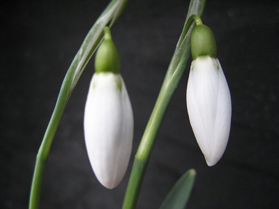 Galanthus Alison Hilary Foto Brandt