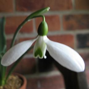 Galanthus Angelas Larly Foto Brandt