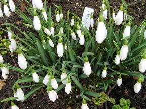 Galanthus Atkinsii Foto Brandt