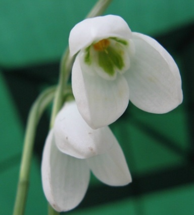 Galanthus Backhouse Special Foto Brandt