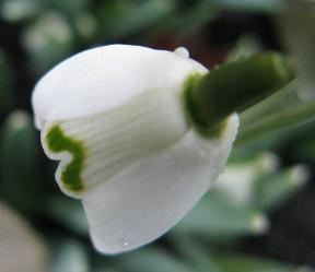 Galanthus Bagpuize VIrginia Foto Brandt