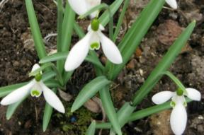 Galanthus Ballard Foto Brandt