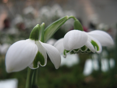 Galanthus Barbaras Double