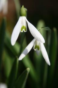 Galanthus Baxendale`s Late Foto Eidmann