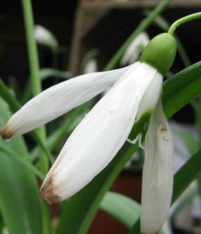 Galanthus Baytop Foto Brandt