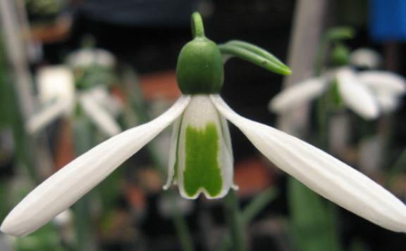 Galanthus Byrkeley Foto Brandt