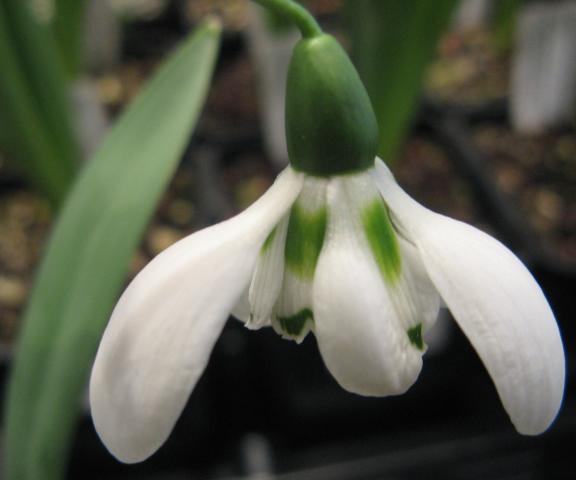 Galanthus Bernard Rollich Foto Brandt