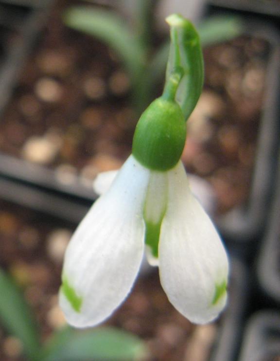 Galanthus Bertha Foto Brandt