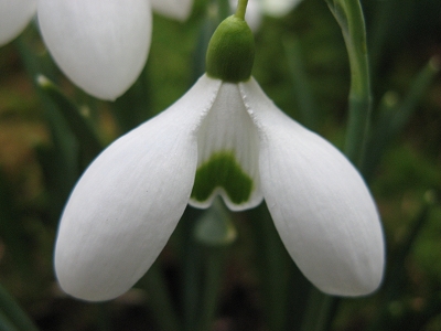 Galanthus Bertram Anderson Foto Brandt