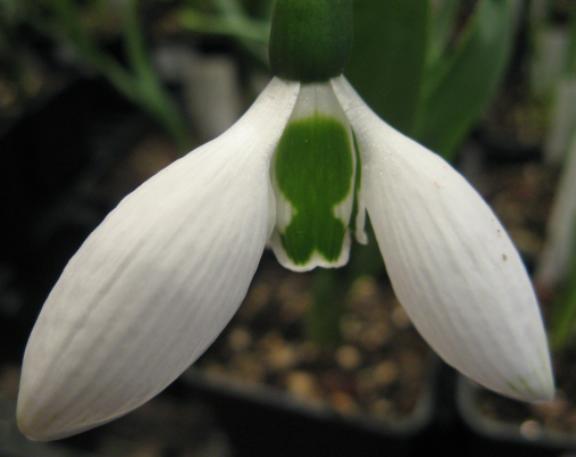 Galanthus Big Boy foto Brandt