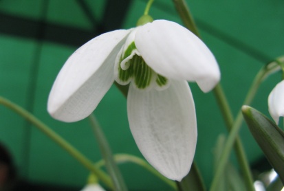 Galanthus Bill Bishop Foto Brandt