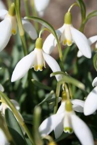 Galanthus Blonde Inge Foto Eidmann