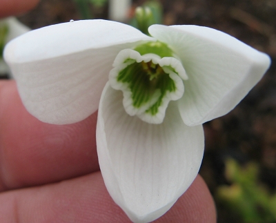 Galanthus Bowles Large Foto Brandt