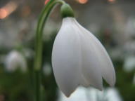 Galanthus Bridesmaid Foto Brandt