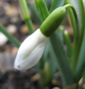 Galanthus Bungee Foto Brandt