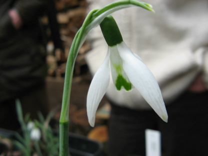 Galanthus Cedric Profilic Foto Brandt