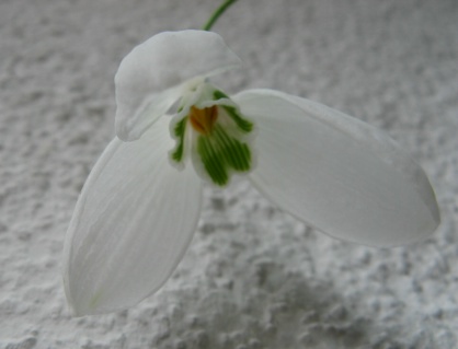 Galanthus Comet Foto Brandt