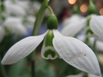 Galanthus Conquest Foto Brandt