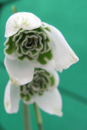 Galanthus Cordelia Foto Brandt