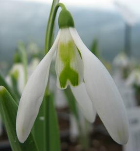 Galanthus Daphne Scissors Foto Brandt