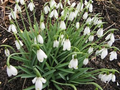 Galanthus David Baker Foto Brandt