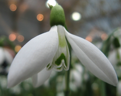 Galanthus David Shakleton Foto Brandt