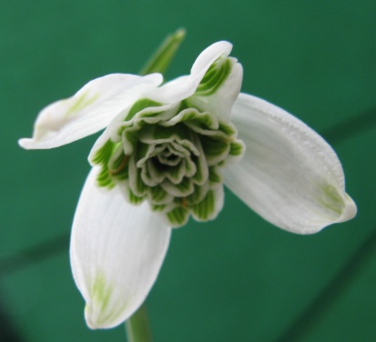 Galanthus Desdemona Foto Brandt