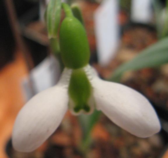 Galanthus Dickkopf Foto Brandt