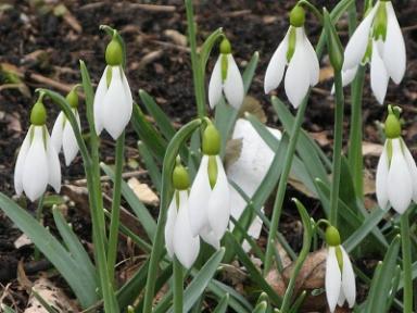 Galanthus Ding Dong Foto Brandt