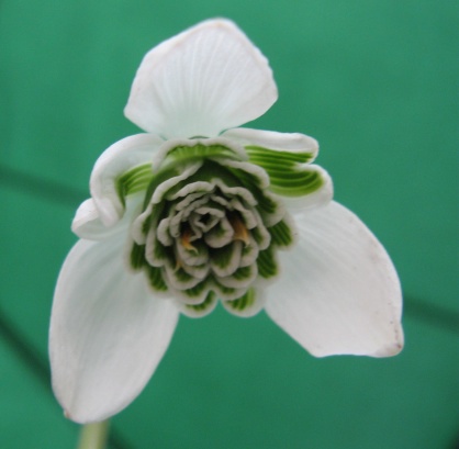 Galanthus Dionysus Foto Brandt