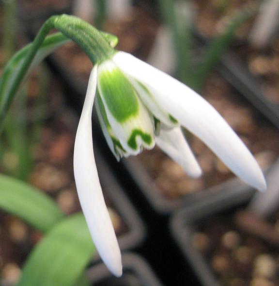 Galanthus Double Entendre Foto Brandt