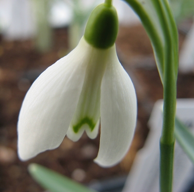 Galanthus Dream Foto Brandt