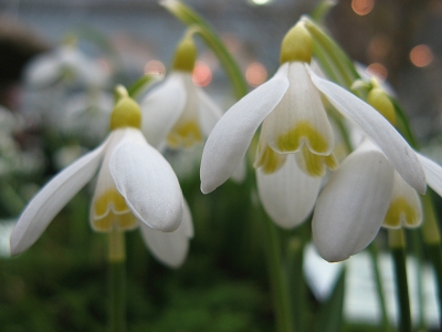 Galanthus Ecussion d`Or Foto Brandt