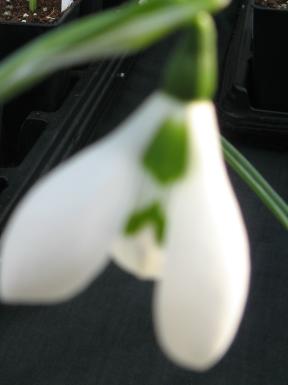 Galanthus Ermine Lace