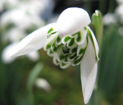 Galanthus Esther Merton Foto Brandt