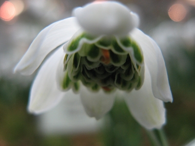 Galanthus Flocon de Neige Foto Brandt