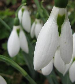 Galanthus Freds Giant Foto Brandt