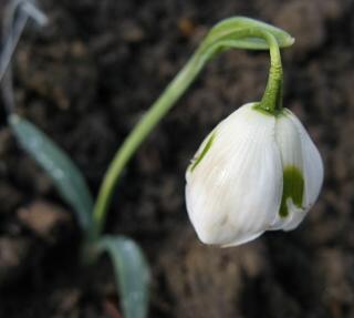 Galanthus G71 Foto Brandt