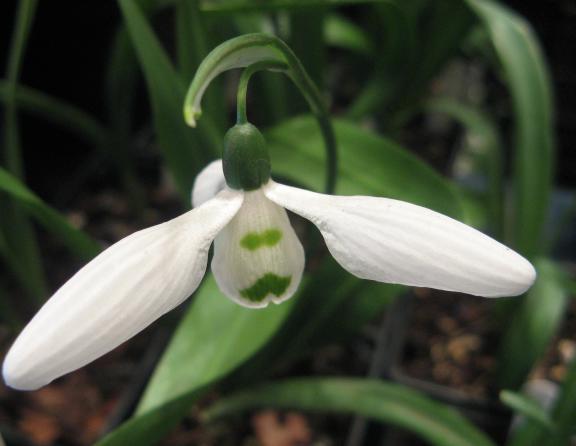 Galanthus Galadriel Foto Brandt