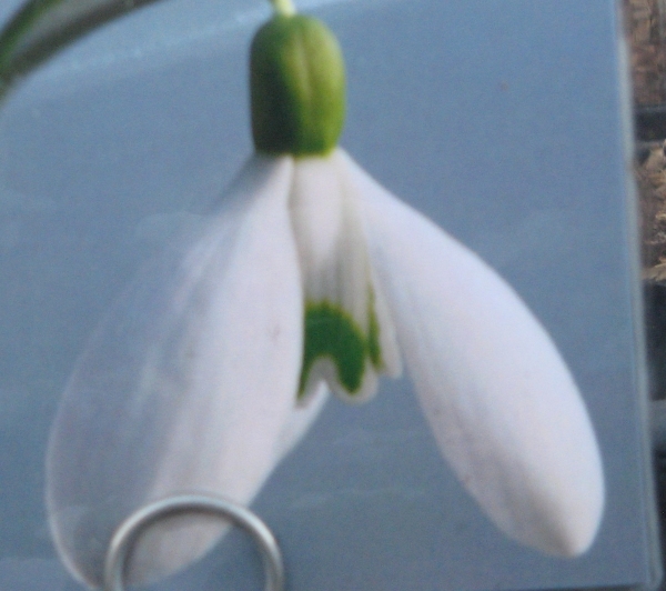 Galanthus William Thompson