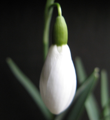 Galanthus Galatea Foto Brandt