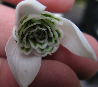 Galanthus George Elwes Foto Brandt