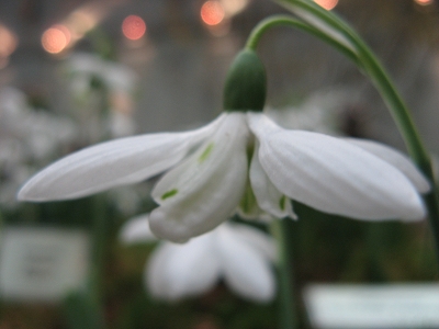 Galanthus Godfrey Owen Foto Brandt