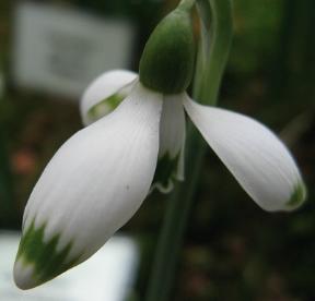 Galanthus Greenfinch Foto Brandt