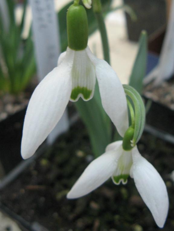 Galanthus Grüner Nebel Foto Brandt
